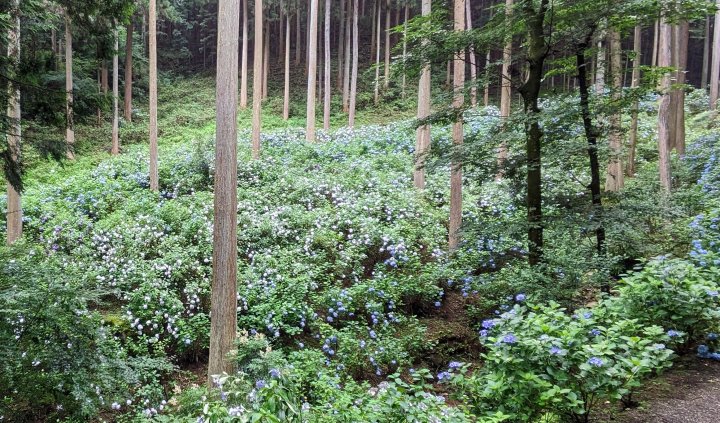 南沢あじさい山