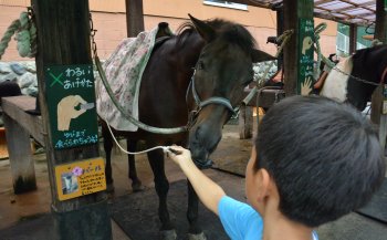 まかいの牧場